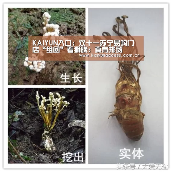 KAIYUN入口:双十一苏宁易购门店“组团”看狮晚:真有排场(图2) KAIYUN入口